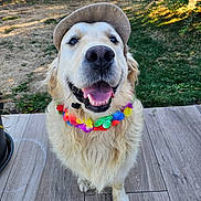 Rayban a rejoint le concours — aidez-le/la à gagner de superbes lots ! dog, golden_retriever, pet, portrait, outdoor, garden, backyard, deck, wooden_floor, hat, cap, flower_lei, rainbow, colorful, happy, smiling, tongue, floppy_ears, fur, sunlight