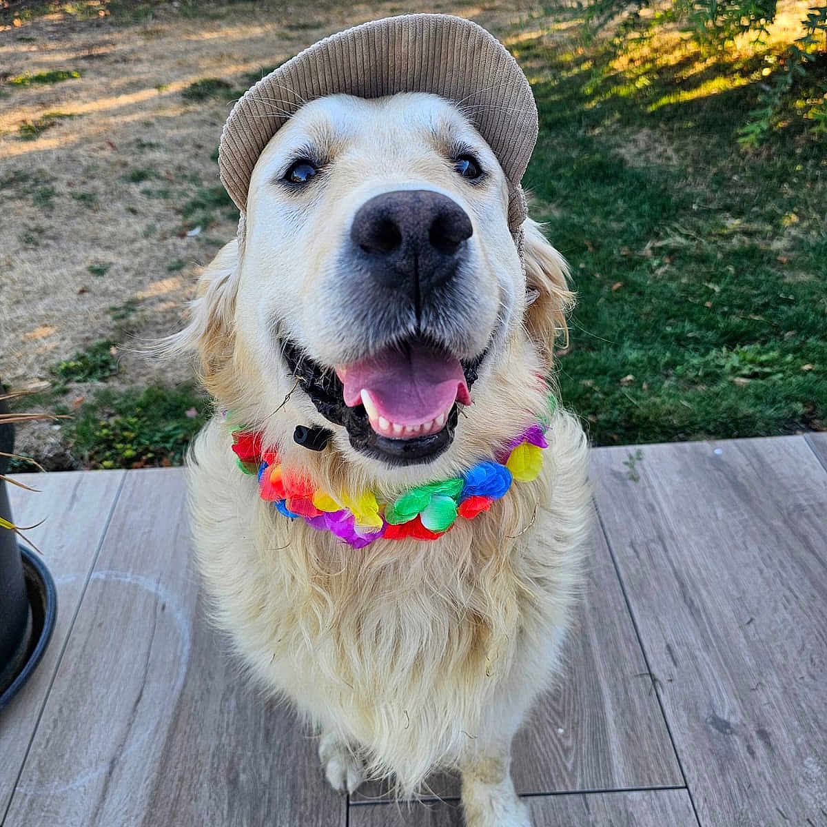 Rayban a rejoint le concours — aidez-le/la à gagner de superbes lots ! dog, golden_retriever, pet, portrait, outdoor, garden, backyard, deck, wooden_floor, hat, cap, flower_lei, rainbow, colorful, happy, smiling, tongue, floppy_ears, fur, sunlight