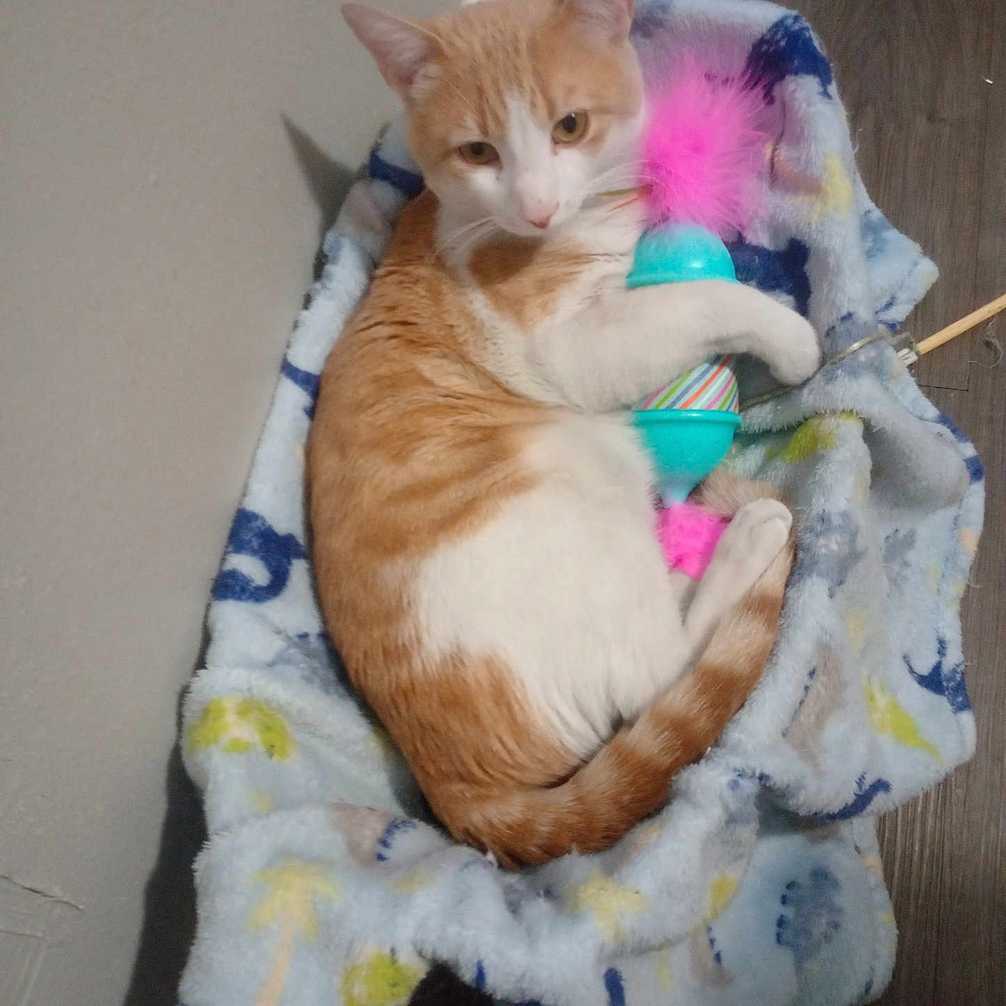 Elias