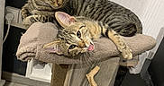 Lenko a rejoint le concours — aidez-le/la à gagner de superbes lots ! animal, cat, cozy, cute, domestic, ears, feline, floor, fur, indoor, perch, pets, playful, relaxed, resting, tabby, tongue_out, two_cats, wall, wooden