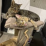 animal, cat, cozy, cute, domestic, ears, feline, floor, fur, indoor, perch, pets, playful, relaxed, resting, tabby, tongue_out, two_cats, wall, wooden