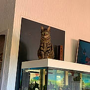 Lenko a rejoint le concours — aidez-le/la à gagner de superbes lots ! animal, aquarium, cat, curious, decor, domestic, feline, furniture, green_eyes, home, indoor, looking, pet, plants, reflection, sitting, tabby_cat, television, wall_texture, wooden_object