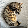 Lenko a rejoint le concours — aidez-le/la à gagner de superbes lots ! animal, blanket, cat, cozy, curled_up, cute, domestic_cat, feline, fur, gray, indoor, napping, paw, pet, relaxing, resting, sleeping, soft, tabby, whiskers