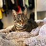 Lenko a rejoint le concours — aidez-le/la à gagner de superbes lots ! alert, animal, bedroom, blanket, cat, closeup, comfort, cozy, cute, domestic, ears, fur, furry, indoor, pet, portrait, relaxed, soft, tabby, whiskers