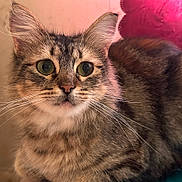 Creme joined the competition — help win amazing prizes! cat, tabby, close_up, fluffy, whiskers, green_eyes, pet, animal, cute, portrait, feline, indoor, fur, face, curious, mammal, domestic, soft, pink_background, ears