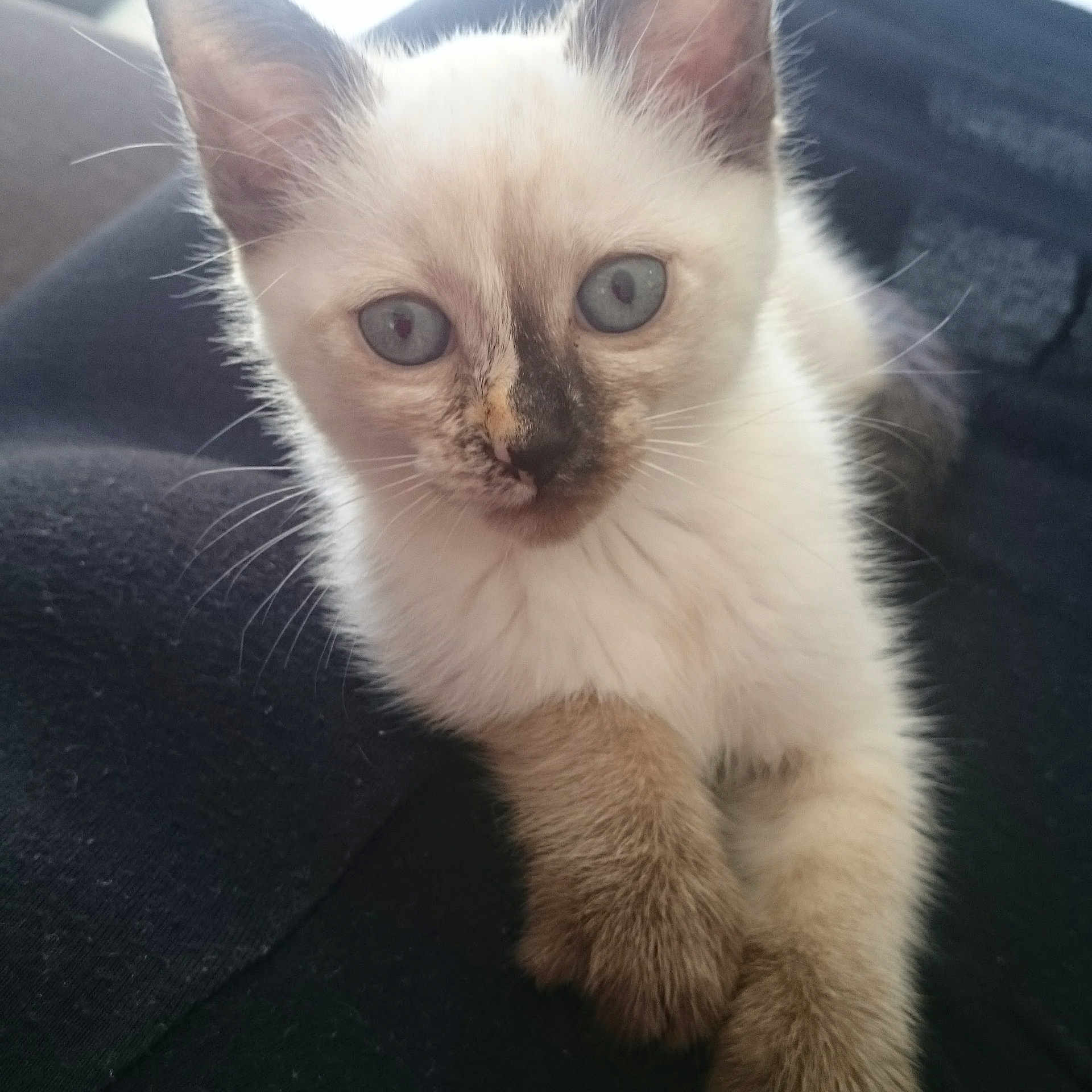 Sia a rejoint le concours — aidez-le/la à gagner de superbes lots ! aegean_cat, balinese, birman, carnivoran, cat, cat_like_mammal, domestic_short_haired_cat, eye, kitten, ragdoll, siamese, small_to_medium_sized_cats, snout, snowshoe, thai, tonkinese, whiskers