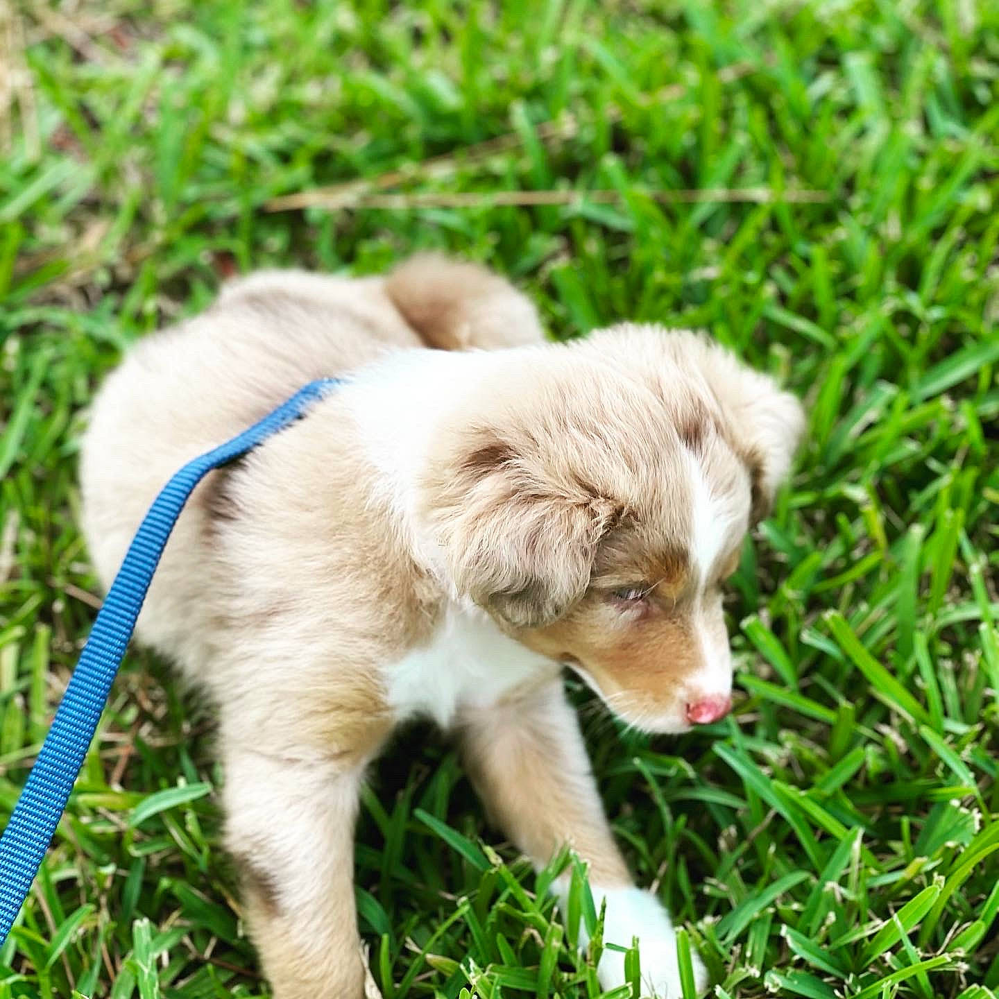 Grover is registered to the contest to win money with this photo: carnivore, companion_dog, dog, dog_breed, fur, grass, grassland, plant, sporting_group, terrestrial_animal, whiskers