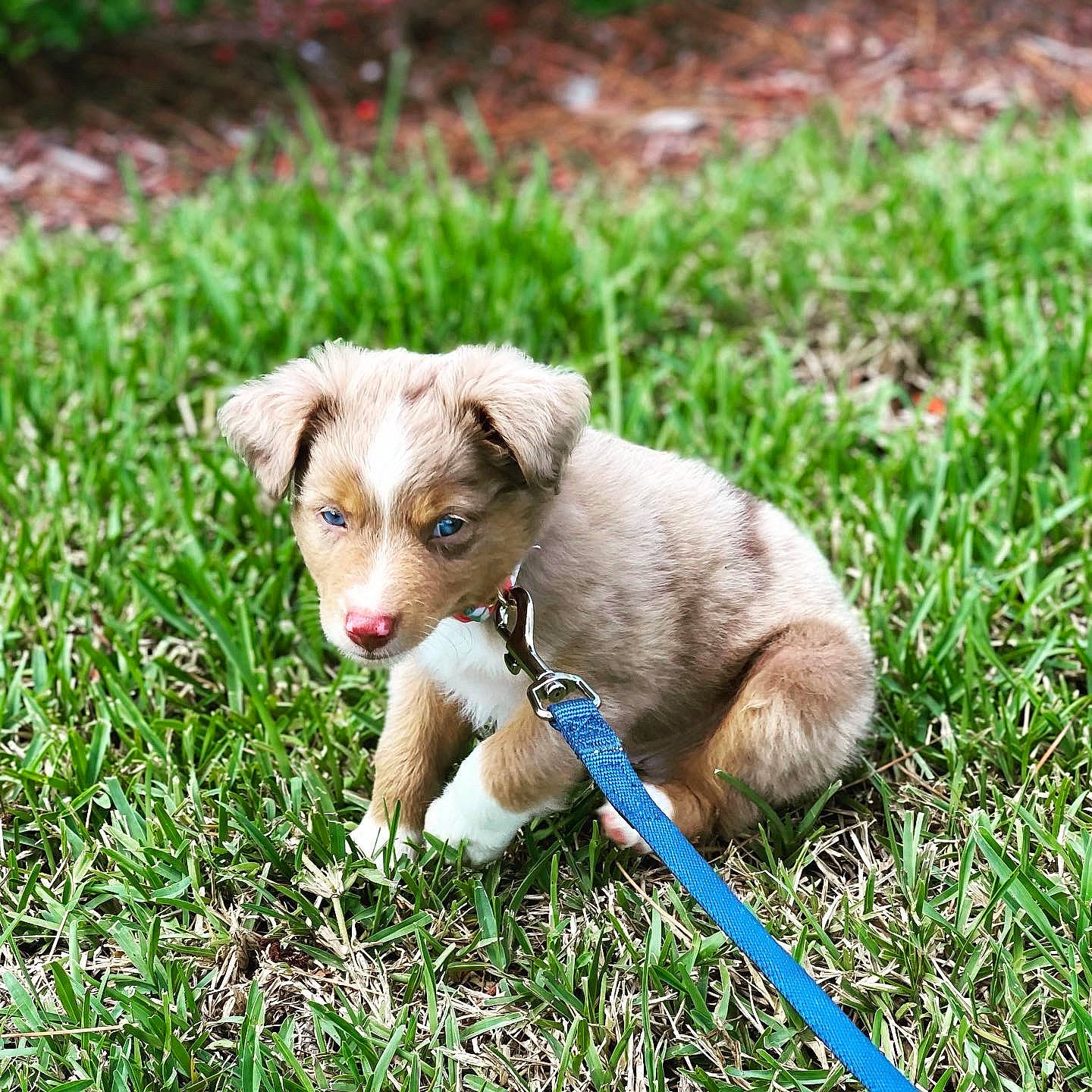 Grover joined the competition — help win amazing prizes! canidae, carnivore, companion_dog, dog, dog_breed, dog_collar, fawn, grass, grassland, groundcover, liver, paw, plant, puppy, snout, sporting_group, tail, terrestrial_animal, wildlife, working_animal