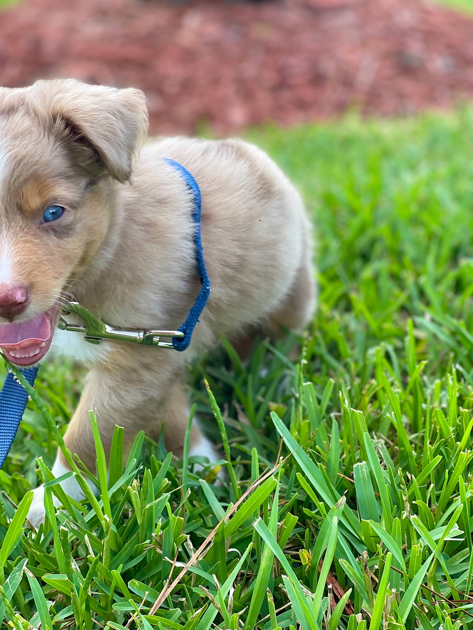 Grover joined the competition — help win amazing prizes! carnivore, collar, companion_dog, dog, dog_breed, dog_collar, ear, fawn, grass, grass_family, grassland, groundcover, lawn, leash, people_in_nature, plant, snout, sporting_group, whiskers, working_animal