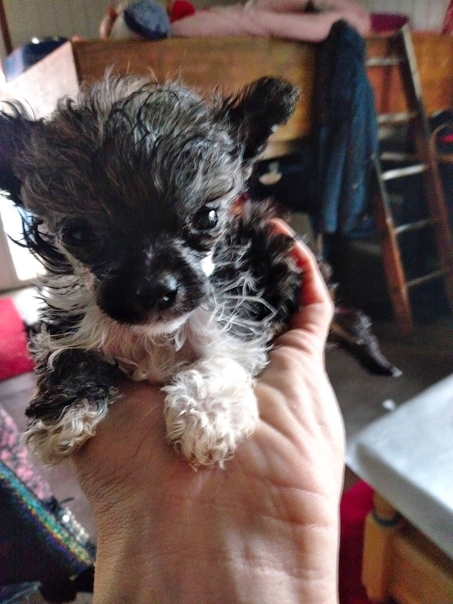 Rocky participe au concours pour gagner de l'argent avec cette photo : canidae, carnivore, companion_dog, dog, dog_breed, fashion_accessory, fur, maltepoo, non_sporting_group, puppy, puppy_love, small_terrier, snout, sporting_group, stool, terrier, toy, toy_dog, whiskers, working_animal