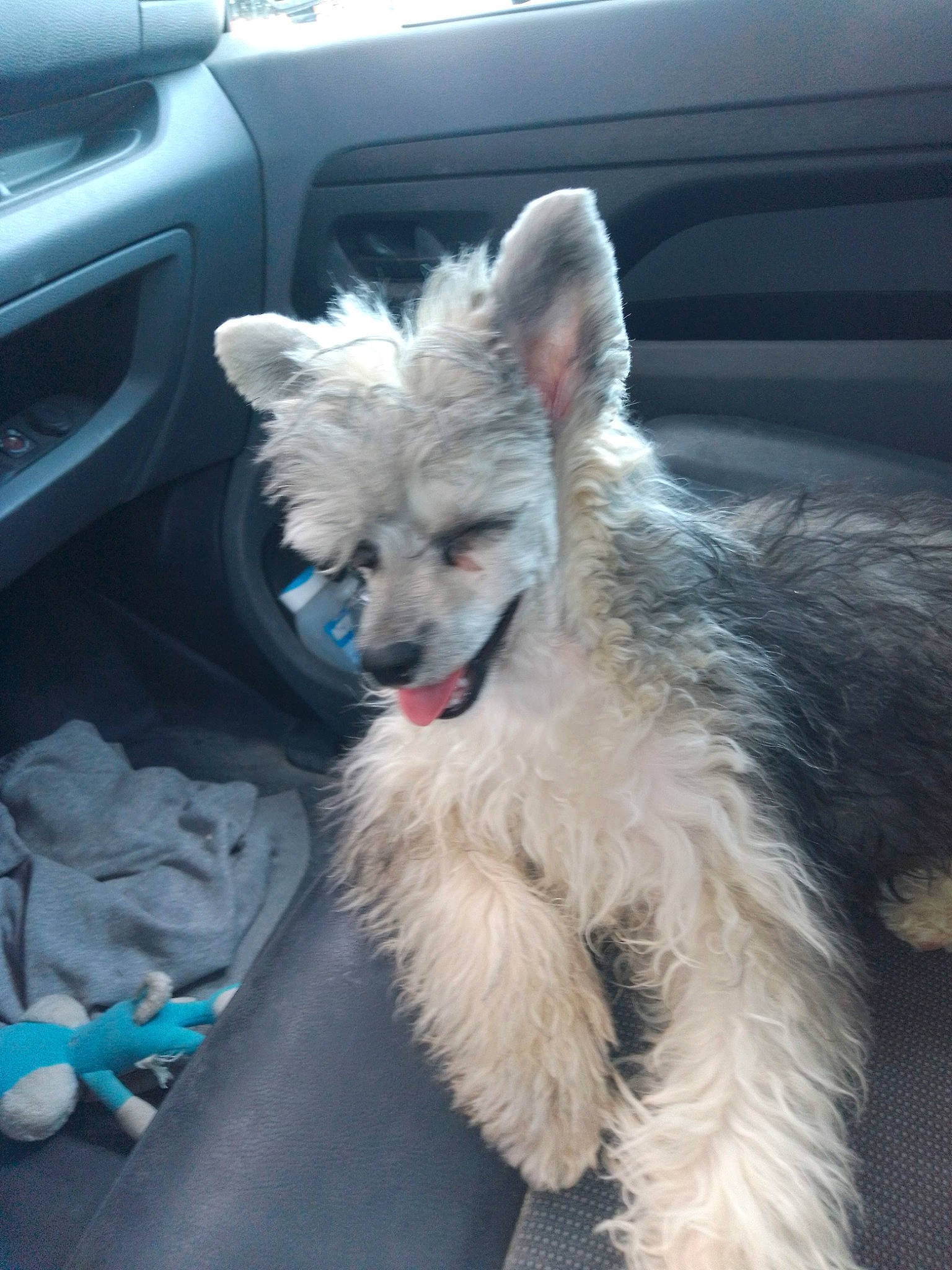 Rocky participe au concours pour gagner de l'argent avec cette photo : automotive_tire, car, carnivore, companion_dog, dog, dog_breed, electric_blue, family_car, fawn, fur, hood, motor_vehicle, snout, sporting_group, tail, toy_dog, vehicle, vehicle_door, vehicle_registration_plate, whiskers