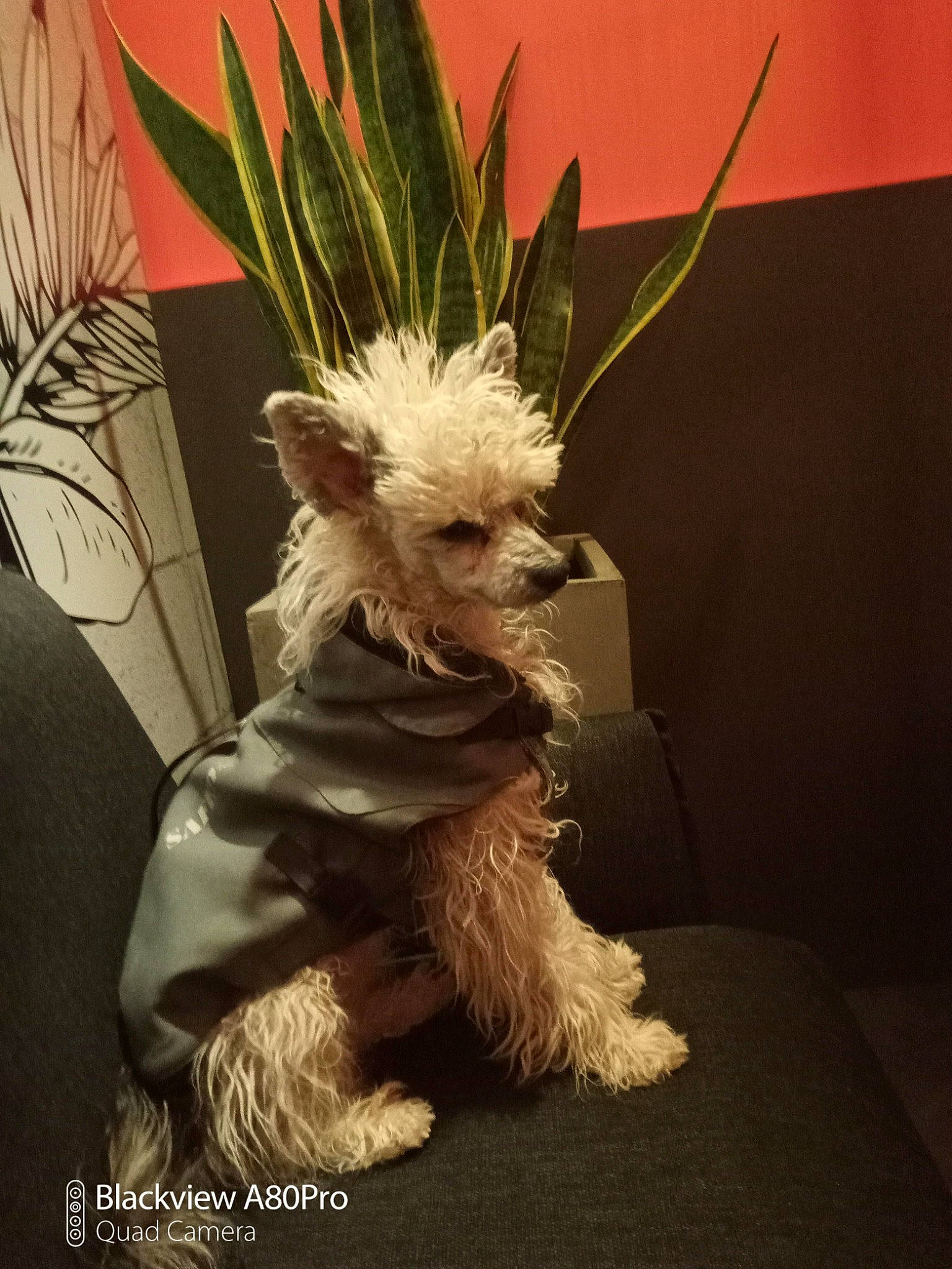 Rocky participe au concours pour gagner de l'argent avec cette photo : canidae, companion_dog, dog_breed, event, fawn, feather, fictional_character, flowerpot, fur, houseplant, non_sporting_group, plant, small_terrier, tail, terrier, toy, toy_dog, whiskers, wing, working_animal