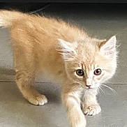 Emilio is registered to the contest to win money with this photo: kitten, cat, feline, pet, curious, indoor, walking, fur, orange, young, animal, whiskers, paws, cute, small, ears, floor, domestic, mammal, playful