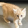 kitten, cat, feline, pet, curious, indoor, walking, fur, orange, young, animal, whiskers, paws, cute, small, ears, floor, domestic, mammal, playful