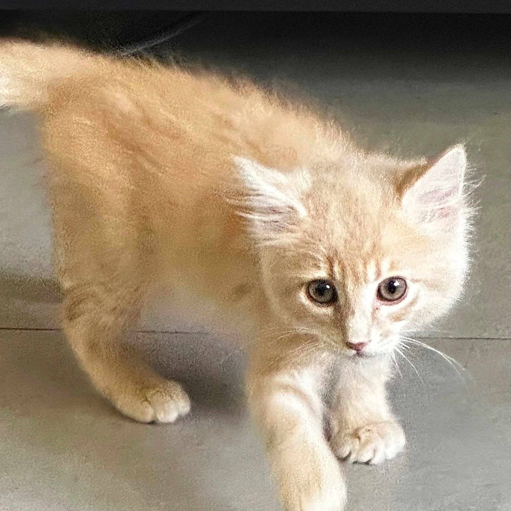 Emilio is registered to the contest to win money with this photo: kitten, cat, feline, pet, curious, indoor, walking, fur, orange, young, animal, whiskers, paws, cute, small, ears, floor, domestic, mammal, playful