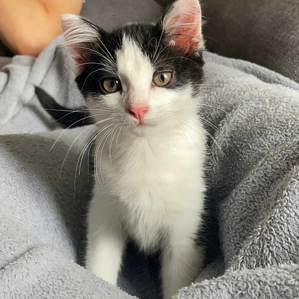 Lucifer participe au concours pour gagner de l'argent avec cette photo : abyssinian, animal, blanket, cat, kitten, manx, pet, quilt, white