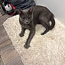 Bubba is registered to the contest to win money with this photo: cat, gray_cat, fluffy_rug, indoor, floor, sneaker, clothing, relaxed, pet, animal, domestic, fur, paw, eyes, ear, whiskers, wooden_floor, corner, home, cozy