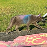 cat, gray_cat, chalk, chalk_art, sidewalk, grass, outdoor, walking, colorful, street_art, animal, pet, sunlight, daytime, nature, fur, paw, path, playful, urban