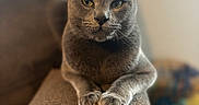 Bubba joined the competition — help win amazing prizes! cat, gray_cat, pet, animal, feline, indoor, couch, armrest, fur, whiskers, paws, relaxed, portrait, closeup, looking, eyes, soft_light, blurred_background, home, cozy