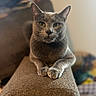 cat, gray_cat, pet, animal, feline, indoor, couch, armrest, fur, whiskers, paws, relaxed, portrait, closeup, looking, eyes, soft_light, blurred_background, home, cozy