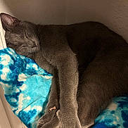 Bubba joined the competition — help win amazing prizes! cat, sleeping, gray_cat, feline, pet, cozy, blanket, blue_blanket, indoor, resting, fur, animal, cute, peaceful, curled_up, paw, whiskers, domestic_cat, close_up, relaxation