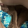 cat, sleeping, gray_cat, feline, pet, cozy, blanket, blue_blanket, indoor, resting, fur, animal, cute, peaceful, curled_up, paw, whiskers, domestic_cat, close_up, relaxation
