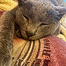 Bubba joined the competition — help win amazing prizes! cat, sleeping, close_up, gray_fur, pet, domestic_animal, resting, cozy, soft_texture, indoor, relaxed, feline, cute, animal_face, whiskers, paw, fabric, pattern, warm_colors, calm