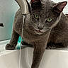 cat, gray_cat, water, faucet, sink, paw, green_eyes, curious, bathroom, indoor, pet, animal, closeup, whiskers, fur, dripping_water, domestic_cat, mammal, household, focused