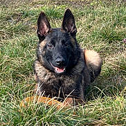 Fenrir a rejoint le concours — aidez-le/la à gagner de superbes lots ! animal, canine, daytime, dog, ears, field, fur, german_shepherd, grass, happy, lying_down, muzzle, nature, outdoor, pet, playful, relaxed, smiling, sunlight, tongue