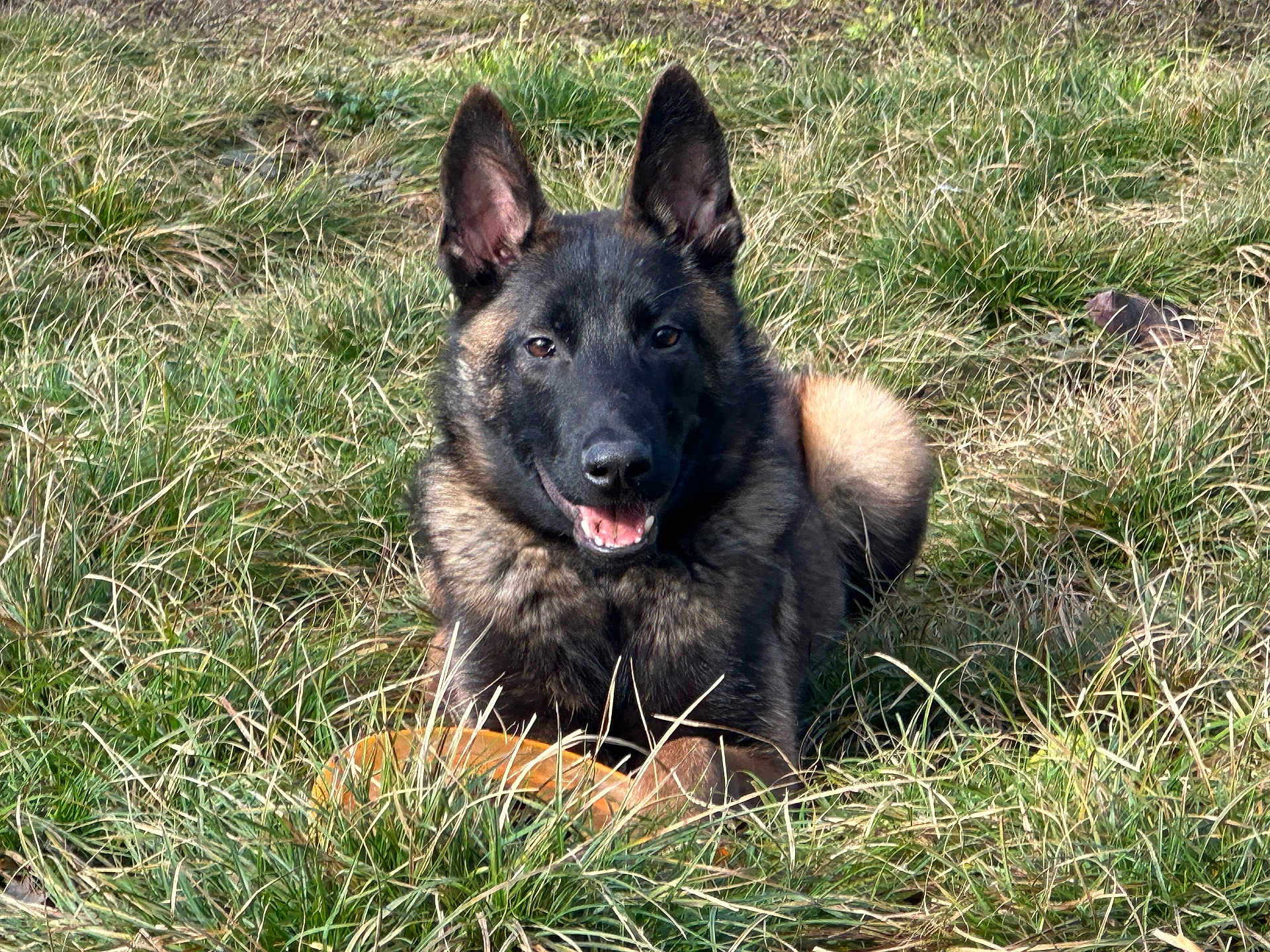 Fenrir a rejoint le concours — aidez-le/la à gagner de superbes lots ! animal, canine, daytime, dog, ears, field, fur, german_shepherd, grass, happy, lying_down, muzzle, nature, outdoor, pet, playful, relaxed, smiling, sunlight, tongue