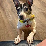 Zoey is registered to the contest to win money with this photo: attentive, big_eyes, close_up, collar, cute, dog, ears, flower_accessory, front_paws, id_tag, indoor, leather_couch, looking_up, nose, pet, portrait, small_dog, standing, whiskers, wooden_floor