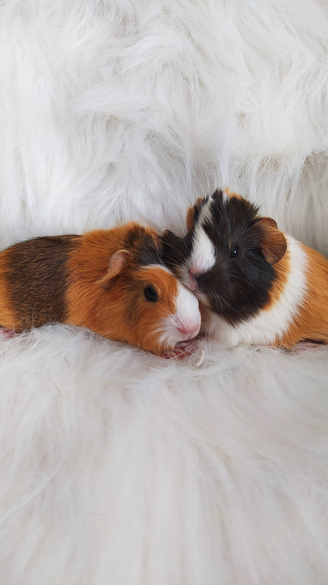 Taz Et Lilo participe au concours pour gagner de l'argent avec cette photo : fawn, guinea_pig, hamster, mammal, rodent