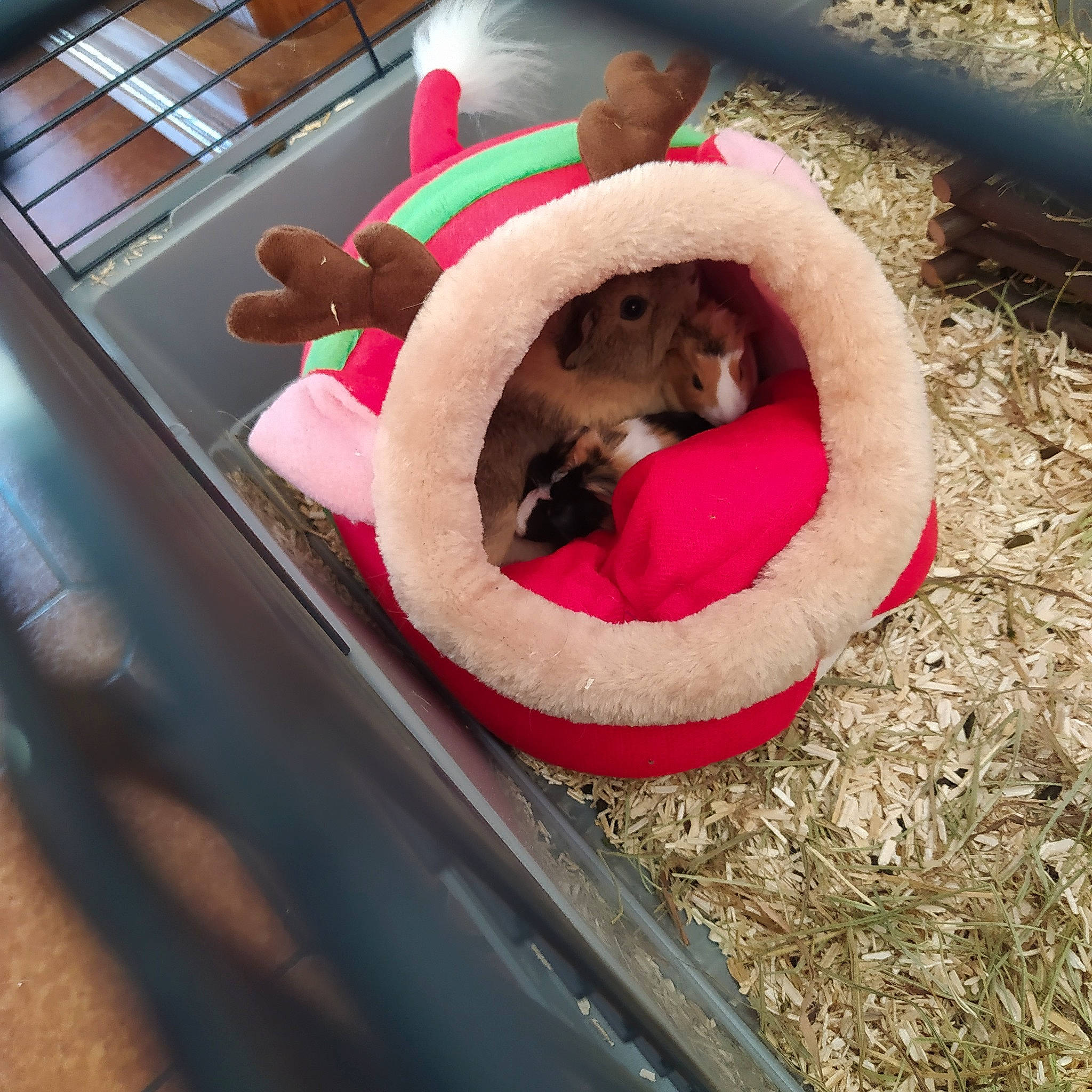 Taz Et Lilo participe au concours pour gagner de l'argent avec cette photo : canidae, fawn