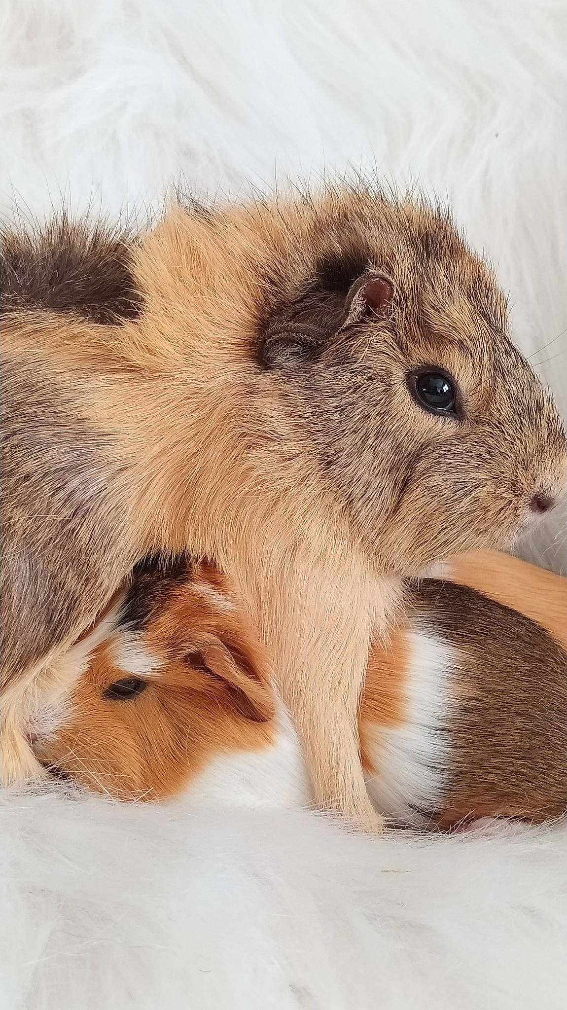 Taz Et Lilo a rejoint le concours — aidez-le/la à gagner de superbes lots ! capybara, fawn, fur, guinea_pig, mammal, rodent, vertebrate, wildlife