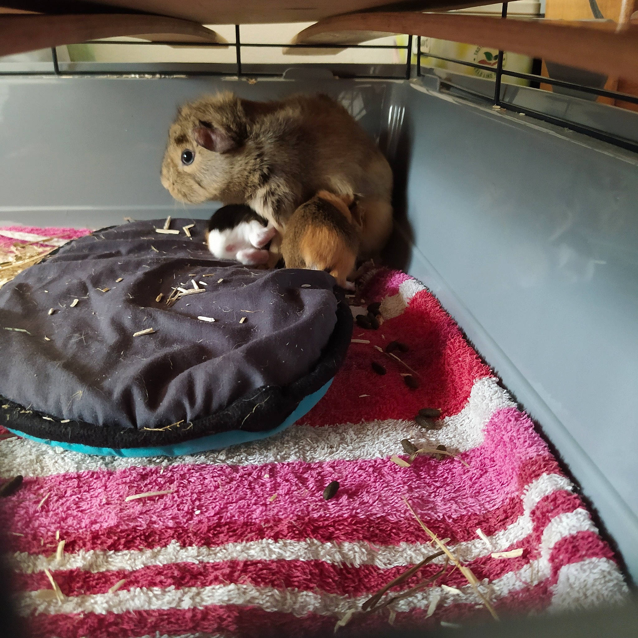 Taz Et Lilo participe au concours pour gagner de l'argent avec cette photo : american_shorthair, bed, bed_sheet, carnivore, cat, felidae, fur, kitten, linens, pink, rodent, small_to_medium_sized_cats, textile, whiskers