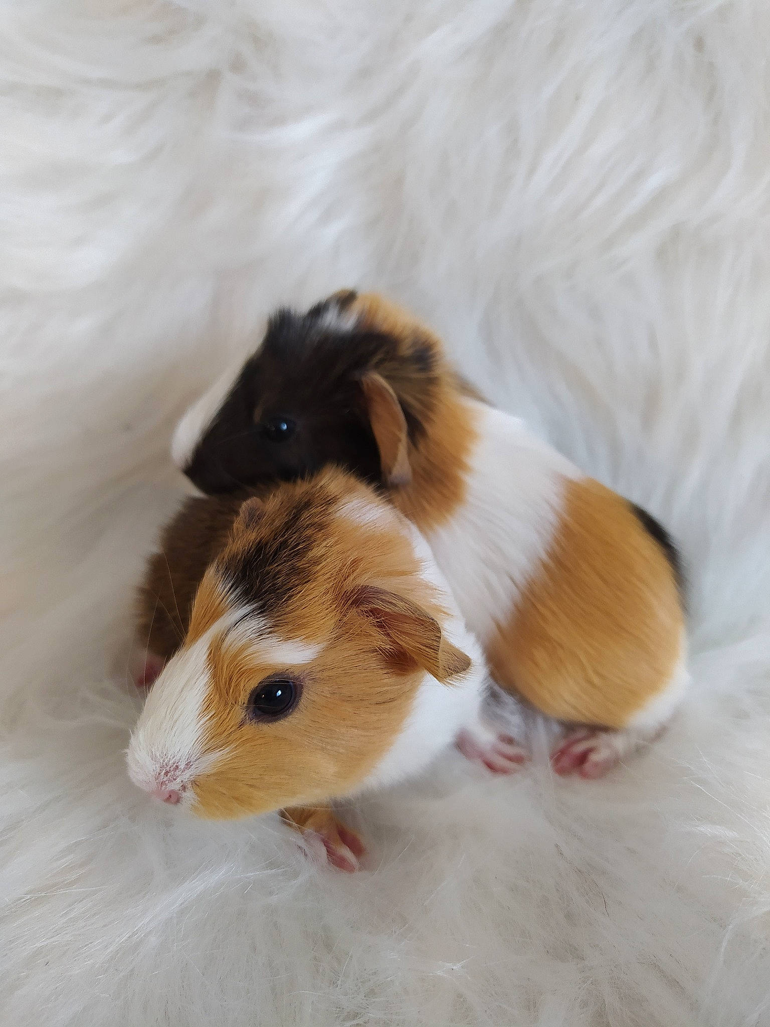 Taz Et Lilo