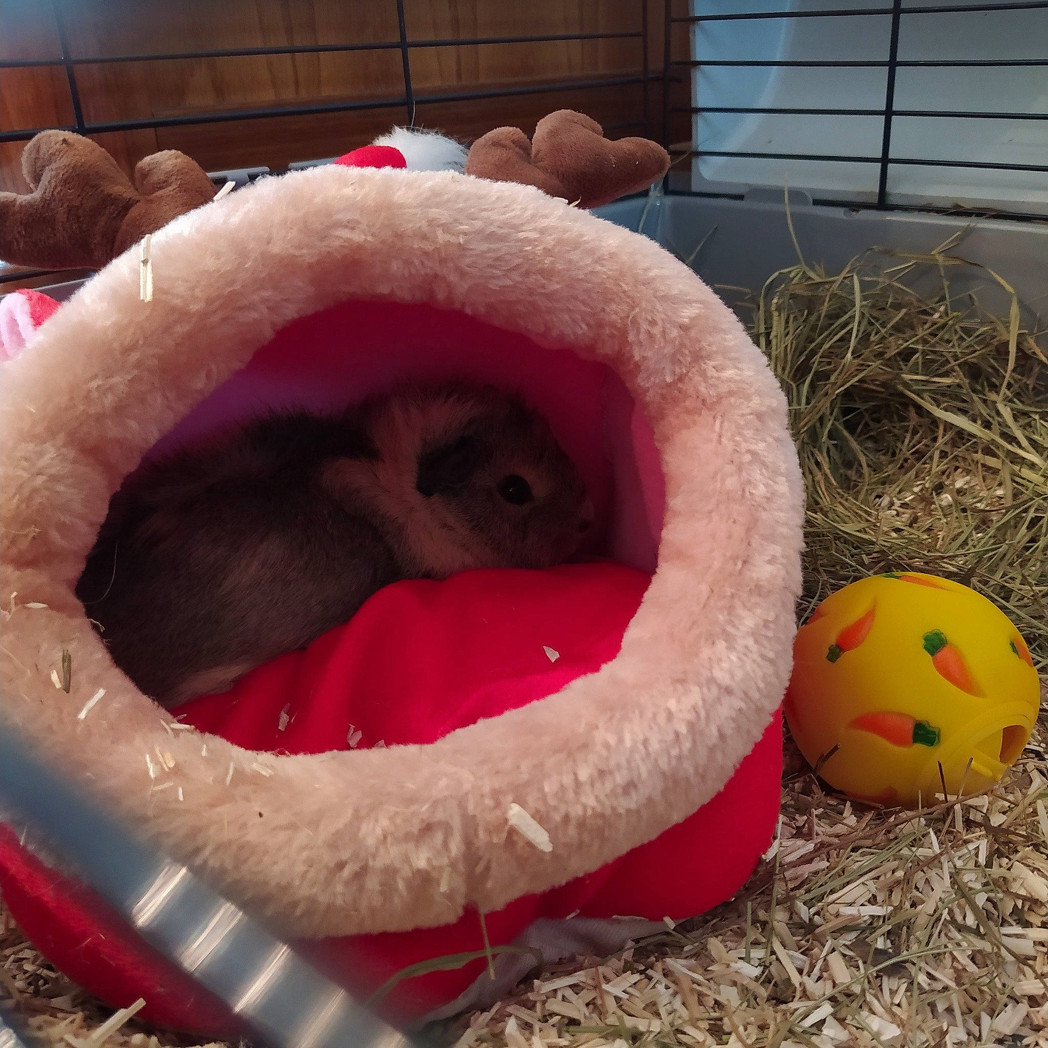 Speedy participe au concours pour gagner de l'argent avec cette photo : child, mouth, pink, snout