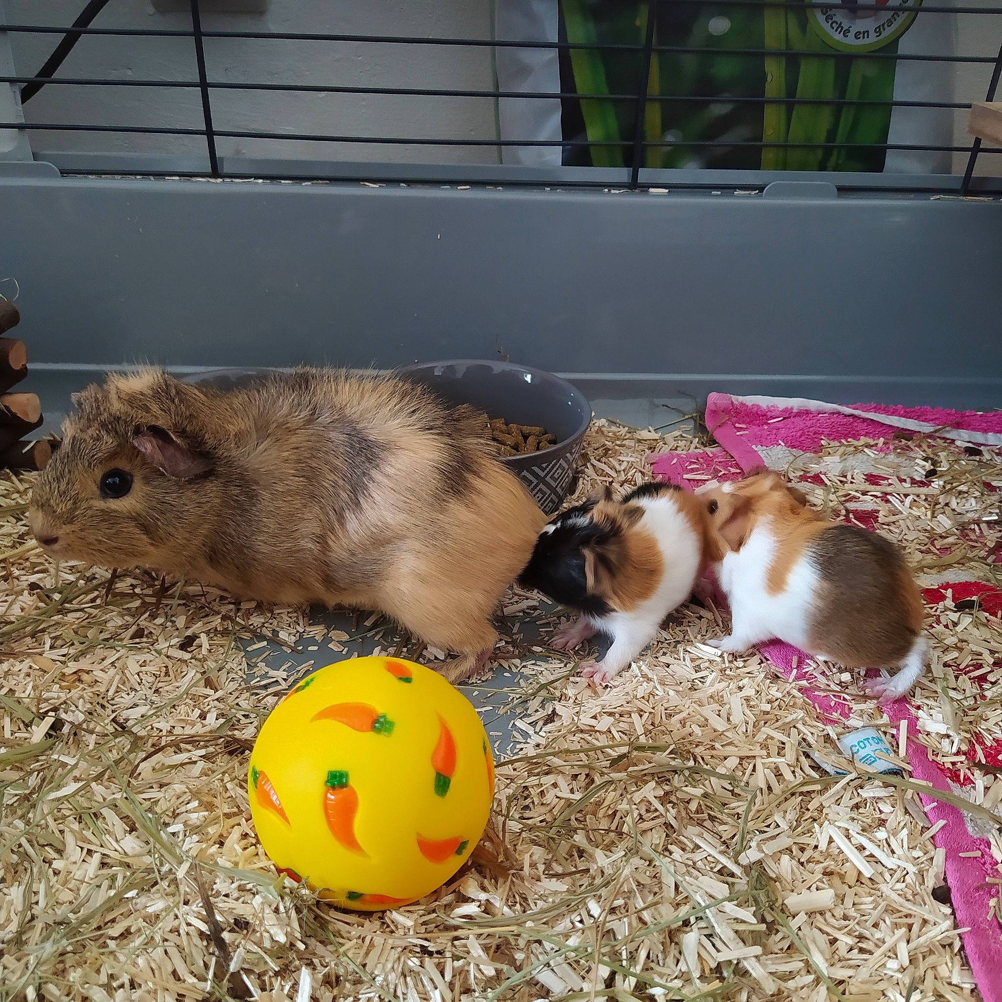 Speedy a rejoint le concours — aidez-le/la à gagner de superbes lots ! domestic_rabbit, guinea_pig, hamster, rabbits_and_hares, rodent, small_animal_food