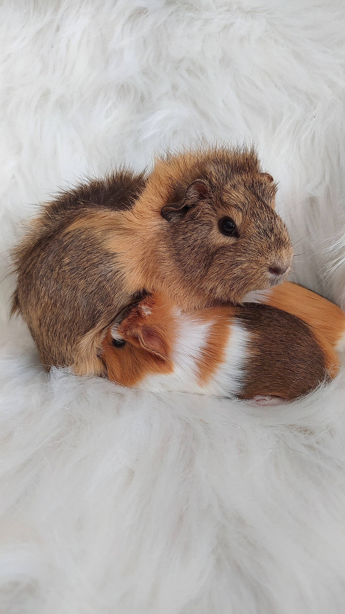 Speedy a rejoint le concours — aidez-le/la à gagner de superbes lots ! degu, fawn, fur, guinea_pig, mammal, rodent