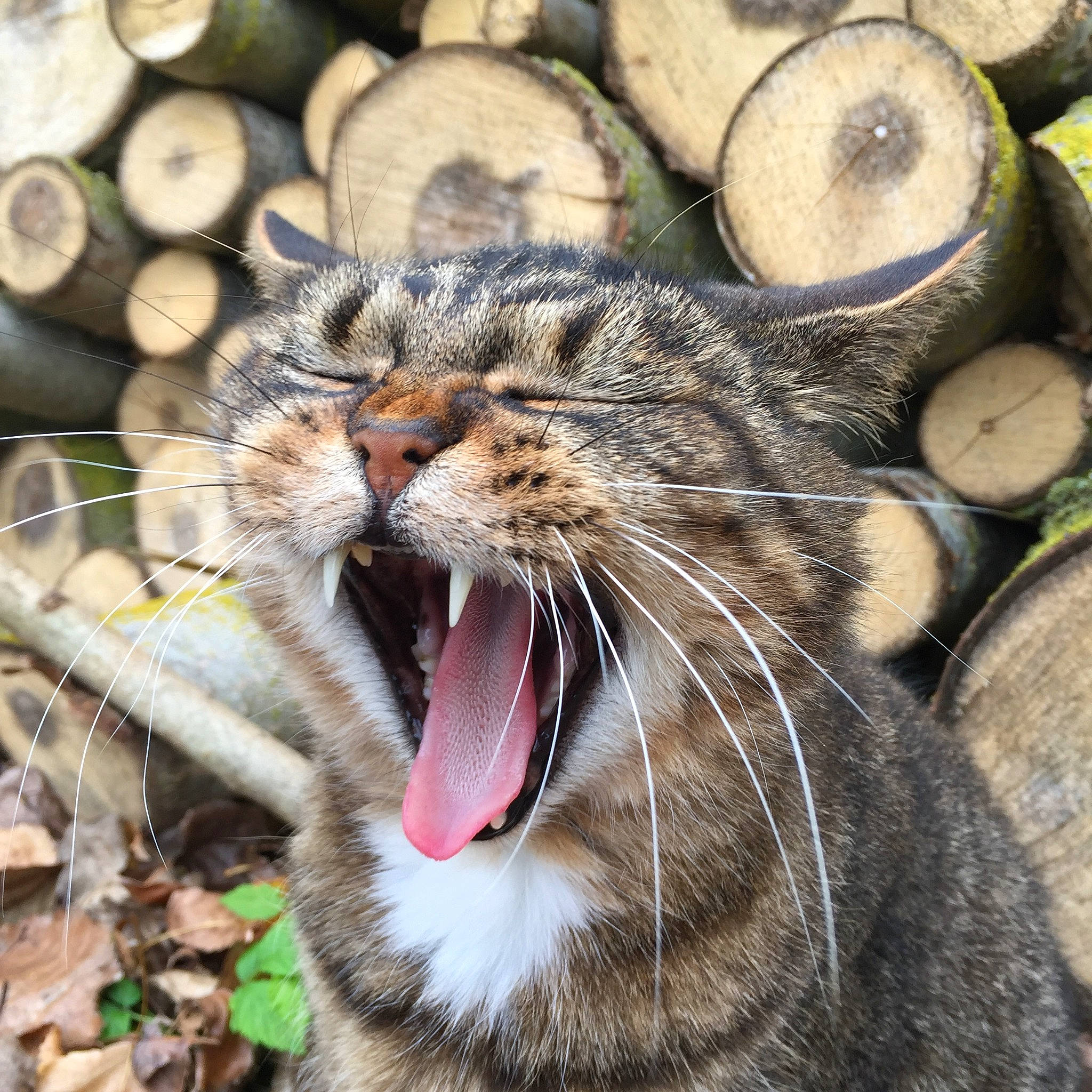 Câlin a rejoint le concours — aidez-le/la à gagner de superbes lots ! carnivore, cat, close_up, european_shorthair, eye, facial_expression, felidae, mouth, nose, organ, organism, pixie_bob, roar, small_to_medium_sized_cats, snout, tabby_cat, tooth, whiskers, wild_cat, yawn