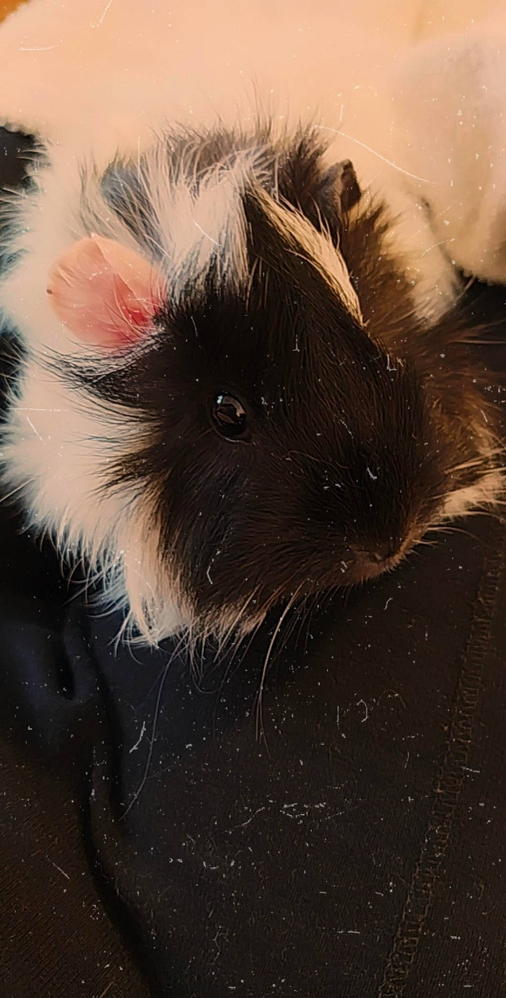 Gonzales participe au concours pour gagner de l'argent avec cette photo : ear, fawn, fur, guinea_pig, rodent, snout, tail, whiskers