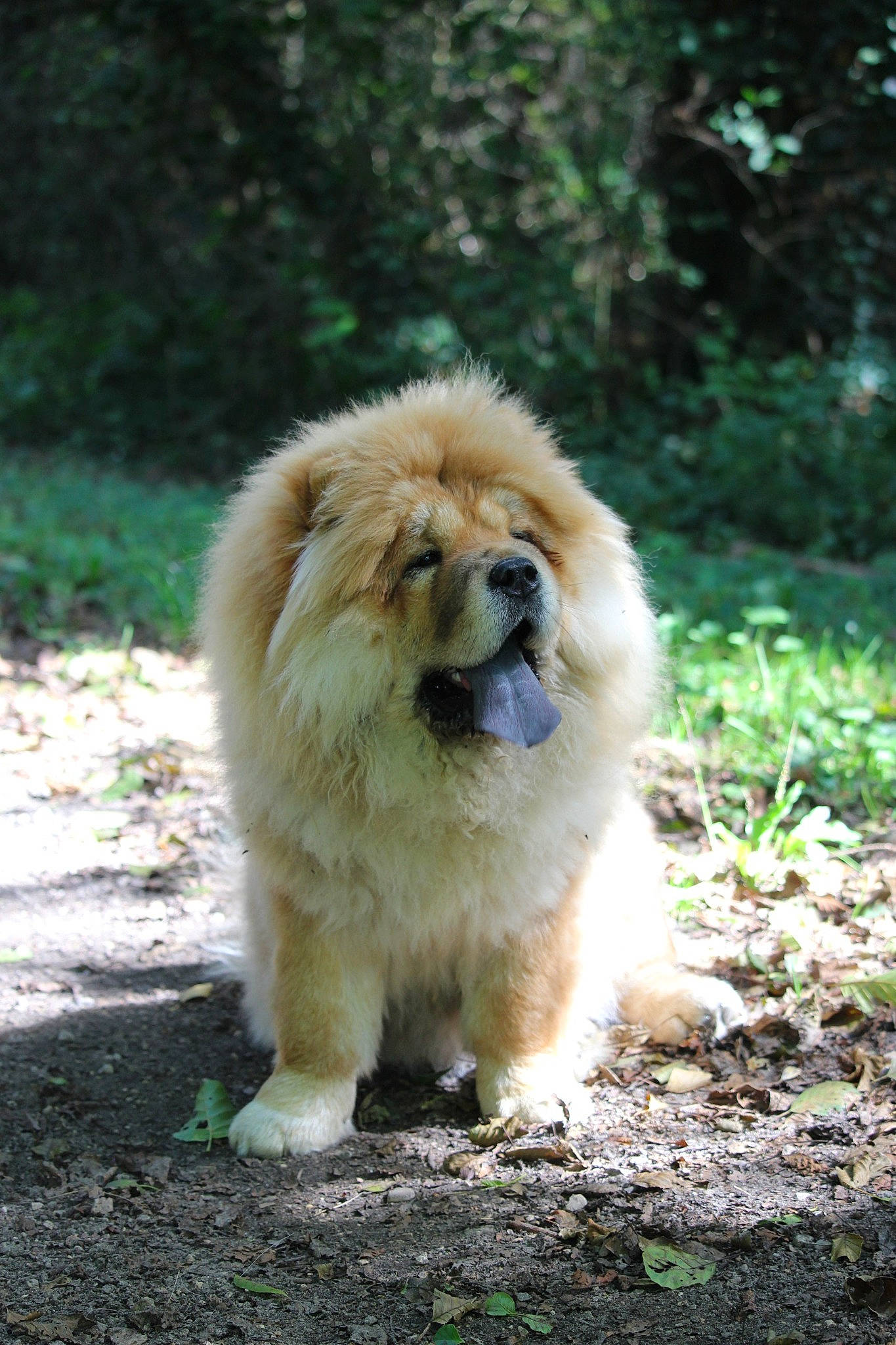 Pimkie a rejoint le concours — aidez-le/la à gagner de superbes lots ! ancient_dog_breeds, canidae, carnivore, chow_chow, companion_dog, dog, dog_breed, fawn, mammal, non_sporting_group, plant, snout, sporting_group, vertebrate