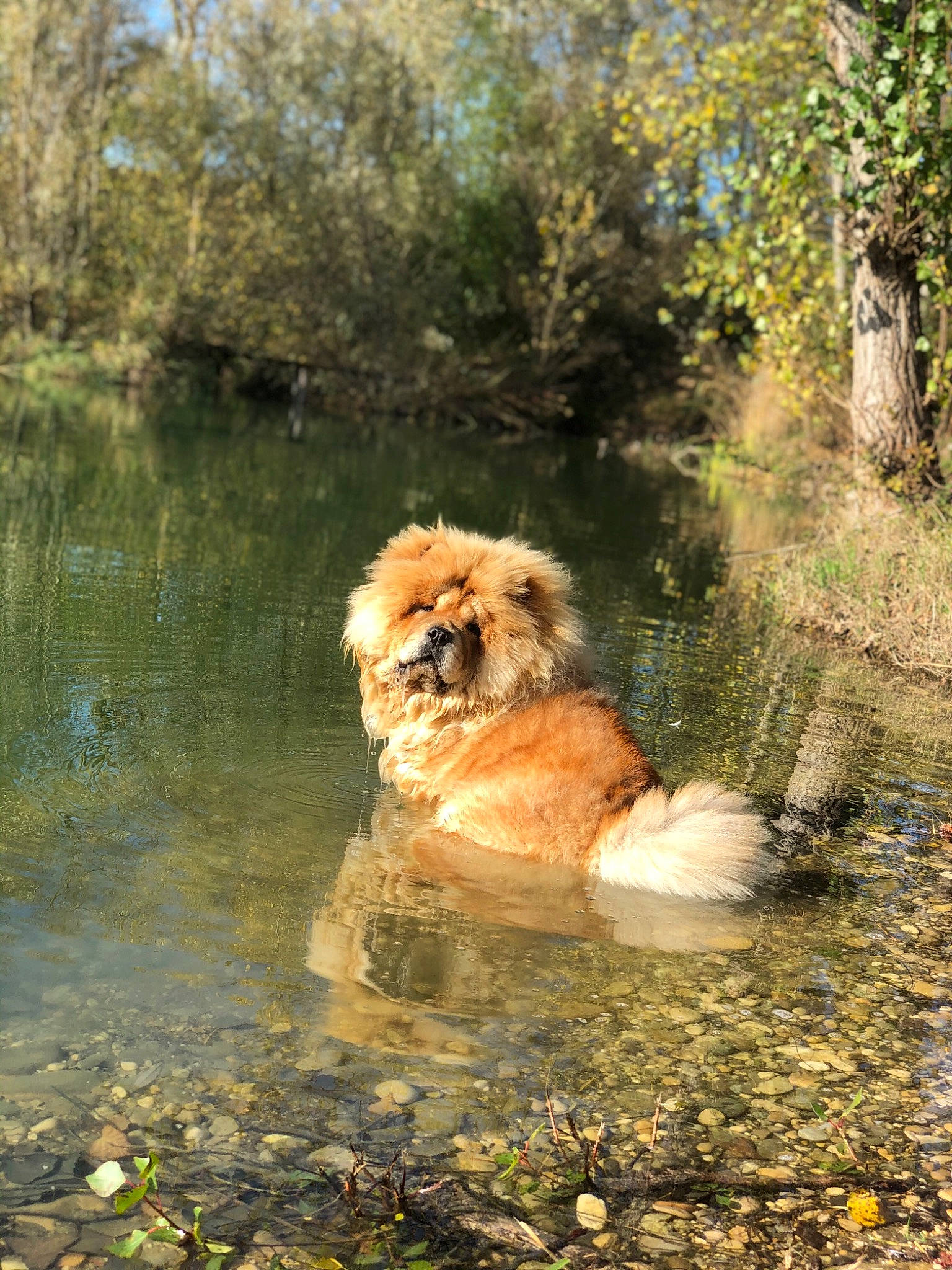 Pimkie a rejoint le concours — aidez-le/la à gagner de superbes lots ! bank, canidae, carnivore, chow_chow, companion_dog, dog, dog_breed, eurasier, fawn, mammal, non_sporting_group, pomeranian, sporting_group, tibetan_spaniel, vertebrate, wildlife