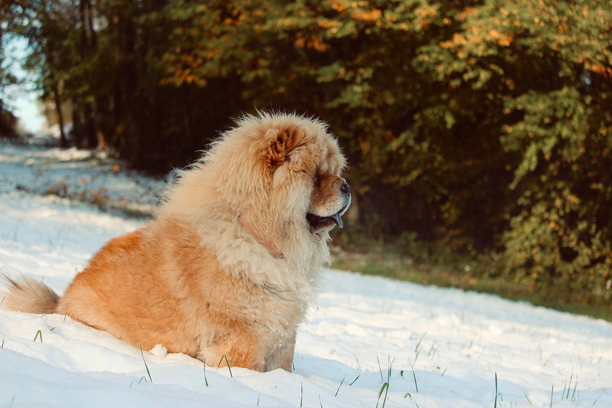 Pimkie a rejoint le concours — aidez-le/la à gagner de superbes lots ! canidae, carnivore, caucasian_shepherd_dog, chow_chow, companion_dog, dog, dog_breed, fawn, mammal, non_sporting_group, snow, sporting_group, vertebrate, winter
