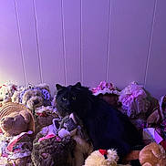 Eclispe is registered to the contest to win money with this photo: black_cat, stuffed_animals, teddy_bears, plush_toys, purple_light, decorative_ribbons, wall_paneling, soft_toys, indoor, animal, cat, toy_dog, flower_accessory, fabric, fur, cute, pet, collection, sitting, decor