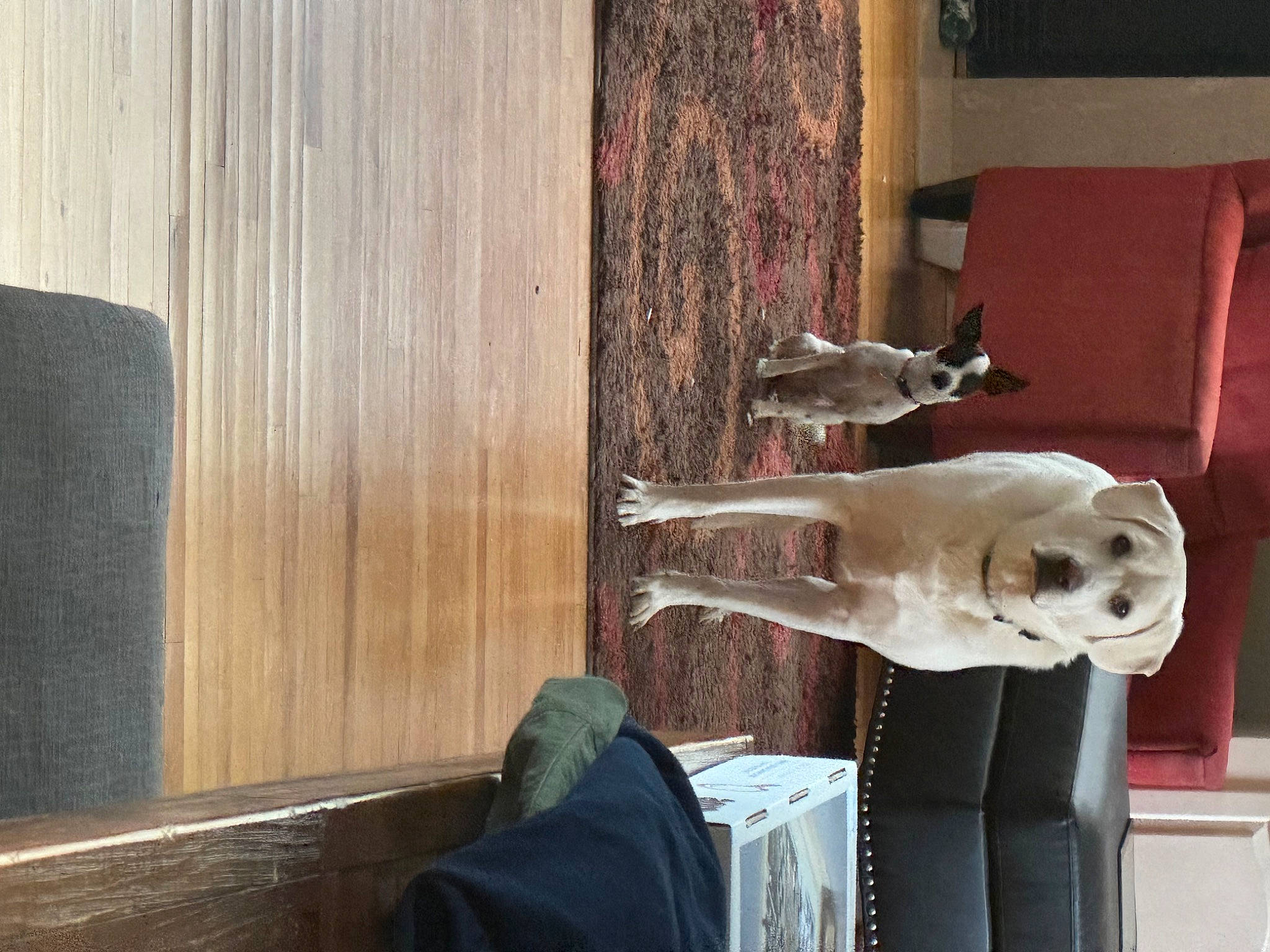 Cleo is registered to the contest to win money with this photo: art, bone, canidae, carnivore, comfort, companion_dog, dog, dog_breed, fawn, felidae, flooring, hardwood, mammal, room, skull, small_to_medium_sized_cats, sporting_group, tail, wood, wood_stain