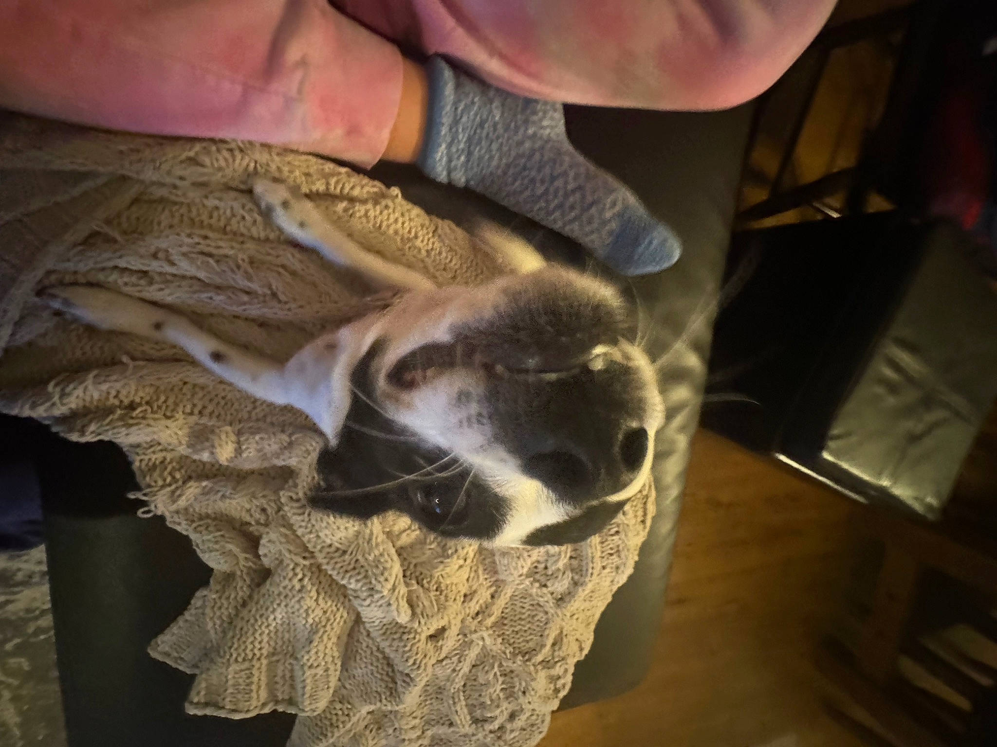 Cleo is registered to the contest to win money with this photo: canidae, claw, felidae, flooring, fur, hardwood, mustelidae, nail, small_to_medium_sized_cats, snout, tail, terrestrial_animal, thumb, whiskers, wildlife, wood