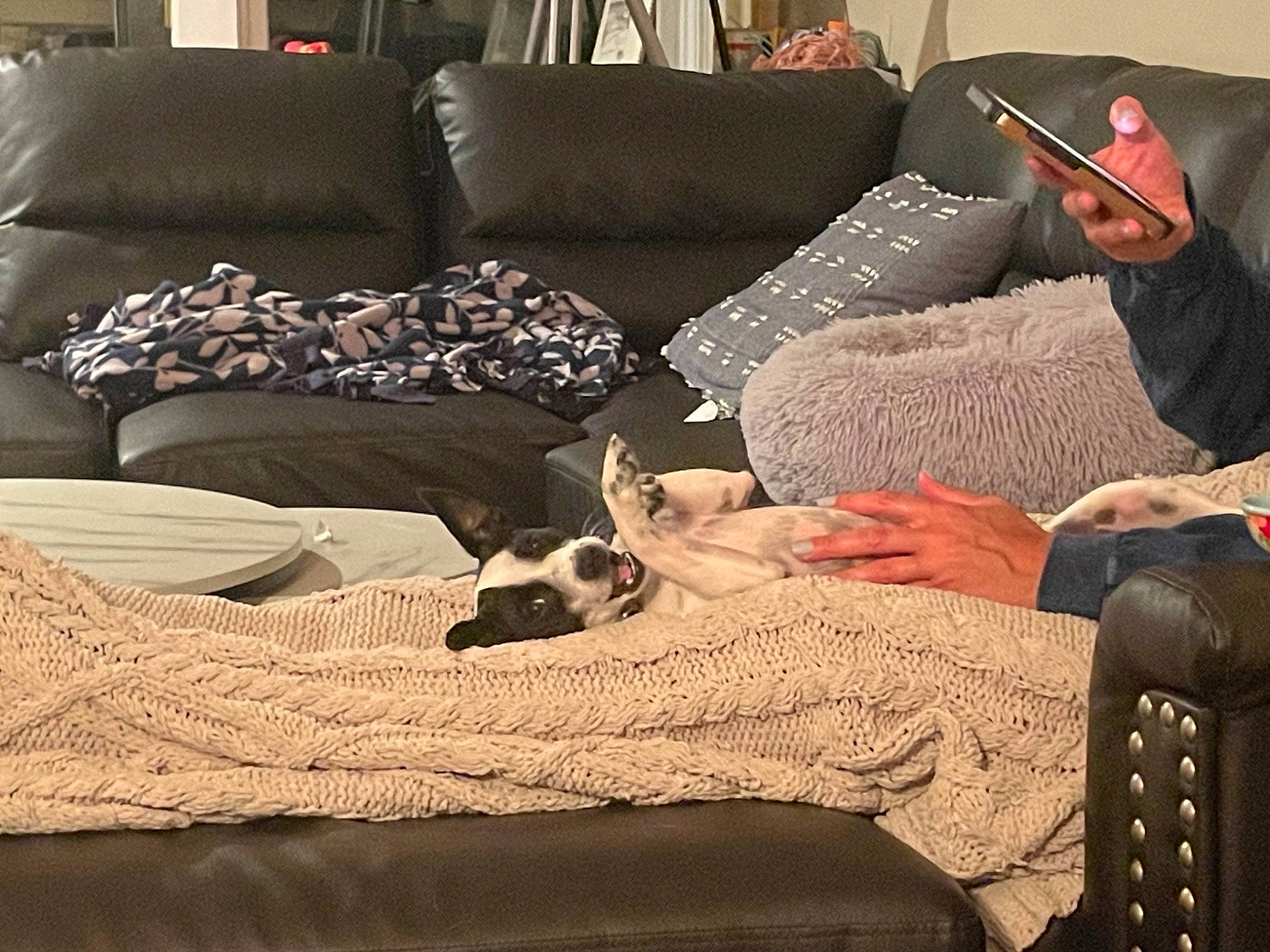 Cleo is registered to the contest to win money with this photo: bedding, carnivore, comfort, companion_dog, couch, dog, floor, flooring, furniture, hardwood, interior_design, lamp, linens, living_room, pillow, room, studio_couch, textile, tints_and_shades, wood