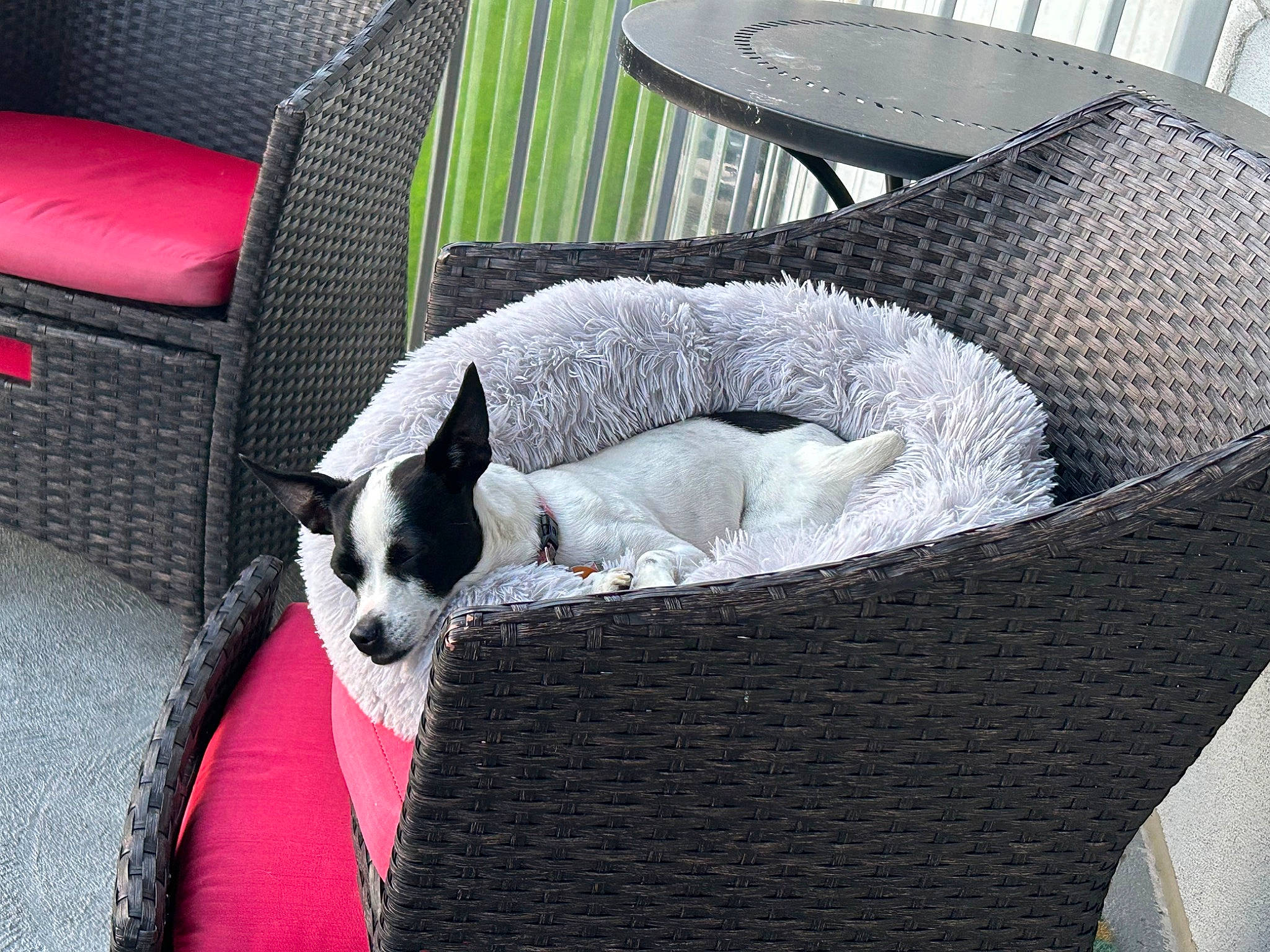 Cleo joined the competition — help win amazing prizes! basket, canidae, carnivore, cat_supply, chair, comfort, companion_dog, dog, dog_bed, dog_breed, dog_supply, fawn, non_sporting_group, pet_supply, sporting_group, terrestrial_animal, tints_and_shades, toy_dog, wicker, working_animal