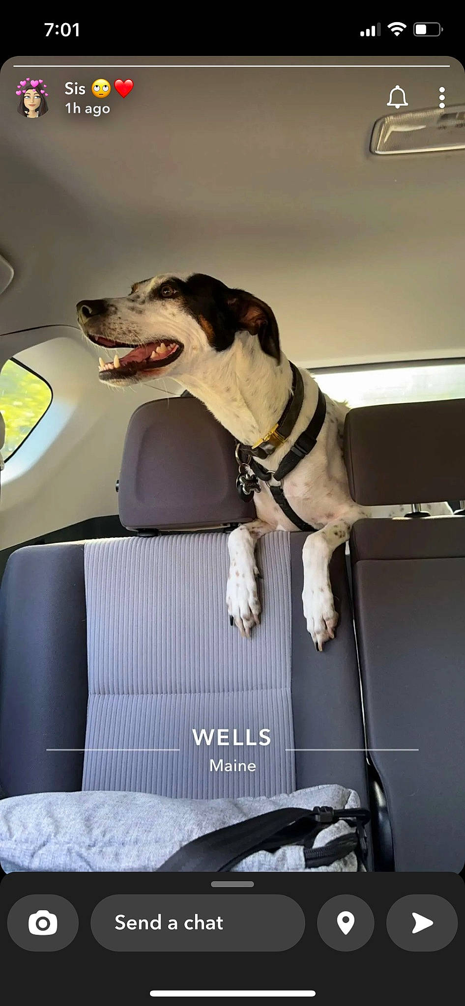 Cashew joined the competition — help win amazing prizes! auto_part, automotive_design, automotive_exterior, car, car_seat, car_seat_cover, carnivore, collar, companion_dog, dog, dog_breed, dog_collar, dog_supply, fawn, mode_of_transport, motor_vehicle, snout, sporting_group, vehicle, vehicle_door